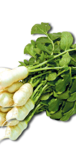 only-4-00-usd-for-young-radish-online-at-the-shop_0.jpg